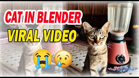 cat blender actual video|Cat Blender Video